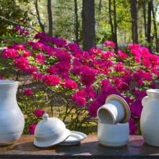 White Pots and Azalia