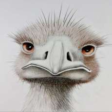 Ollie Ostrich