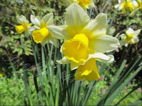Sunburst Daffodils
