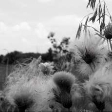 Dandelion Departure B&W