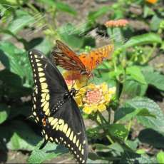 Brilliant Butterflies