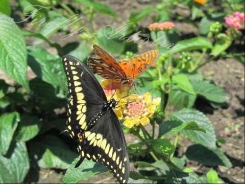 Brilliant Butterflies