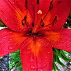 Fiery Lilly
