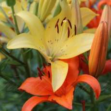 Loving Lillies