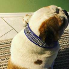 Super Fancy Collar