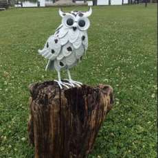 Snowy White Owl