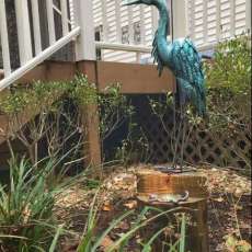 Blue Green Heron With Turtle