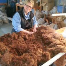Corry Sorting Alpaca Fiber For Production.