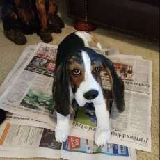 Chainsaw Carved Hound Dog
