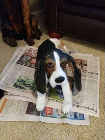 Chainsaw Carved Hound Dog