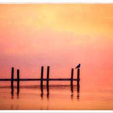 Bird on Pier