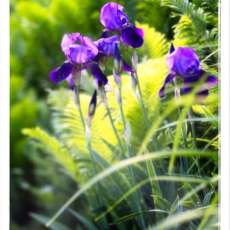 Purple Iris