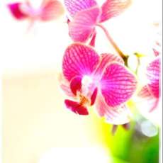 Orchid