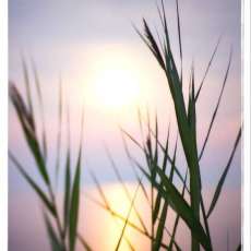 Sunrise Grass
