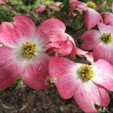 Pink Dogwood Flowers