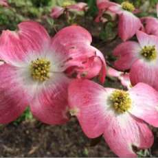 Pink Dogwood Blossoms