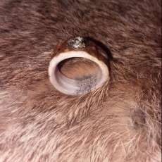 Elk Ring W/Pyrite Gem