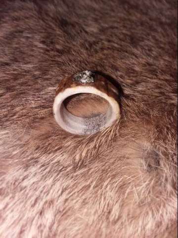 Elk Ring W/Pyrite Gem