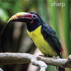Sharp