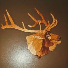 Elk Head