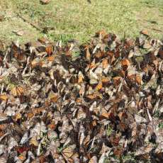 Fields of Monarch Butterflies