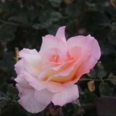 Tel Megiddo National Park Rose
