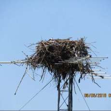 Mashpee Wildlife Refuge