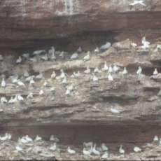 Birds at Perce Rock in Gaspe
