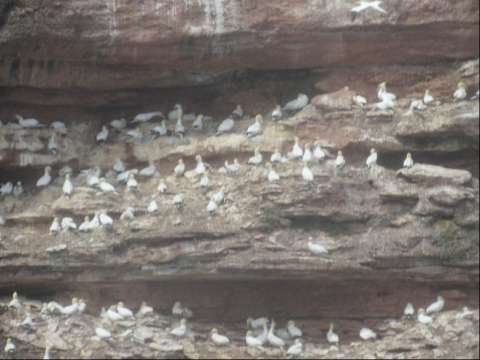 Birds at Perce Rock in Gaspe