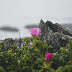 Flower and Rock, Marginal Way, Ogunqui, ME