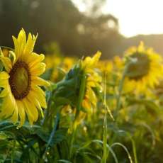 Sunflowers, Lee, NH