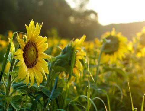Sunflowers, Lee, NH