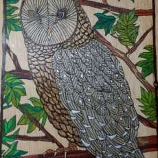 Owl on Branch