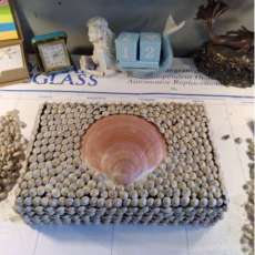 Umbonium Shell Trinket Box