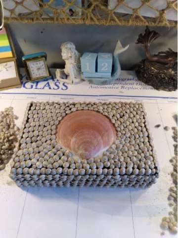 Umbonium Shell Trinket Box