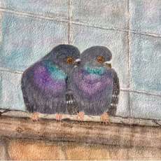 Rock Doves 8 X 10 Watercolor