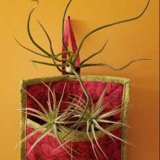 Air Plant Pocket
