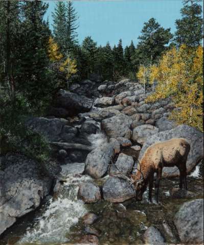 Elk in the Stream