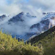 Snow in Sabino Canyon