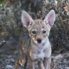 Coyote Pup