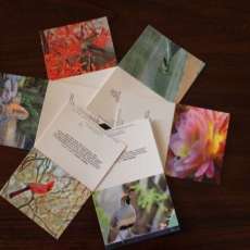 Packet of 6 Note Cards