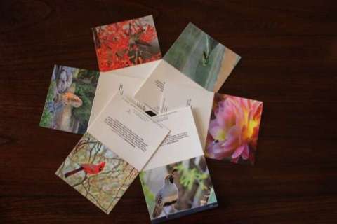 Packet of 6 Note Cards