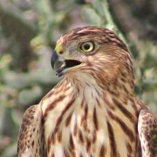 Cooper's Hawk