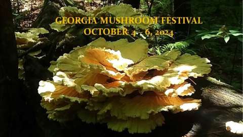 Georgia Mushroom Festival & JAM