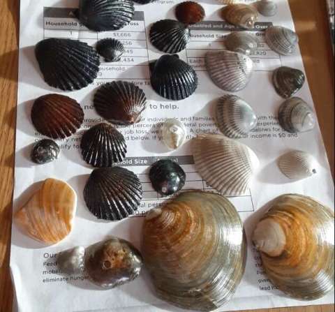 Shells Everywhere
