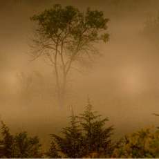Mysterious Foggy Tree