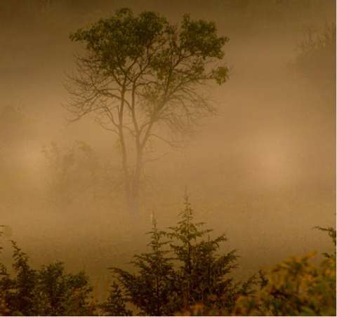 Mysterious Foggy Tree