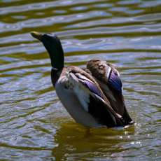 Preparing For Flight