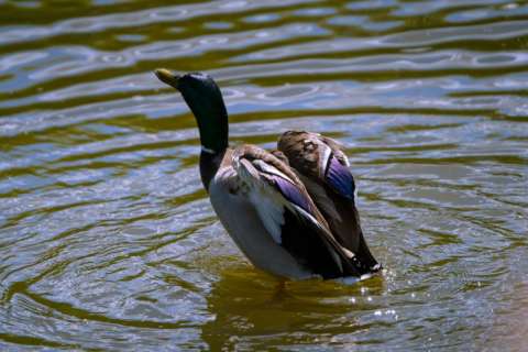 Preparing For Flight