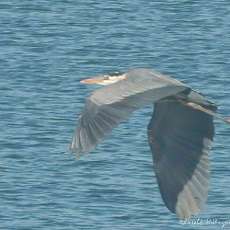 Crane, Hilliard, Ohio